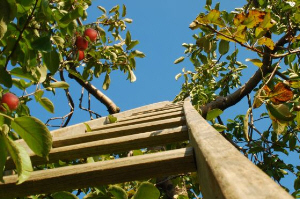 apple tree and ladder