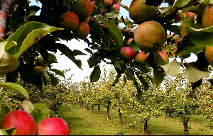 apples in orchard