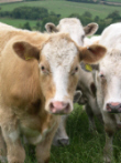 cattle
