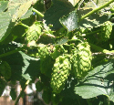 hops
